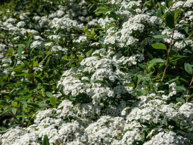 Spiraea nipponica var. İlkbaharda ya da yaz aylarında yaprakları ve kısa yarışları olan, 5 yapraklı beyaz ya da pembe çiçekli, küçük panikli ya da korkağı olan rotundifolia.
