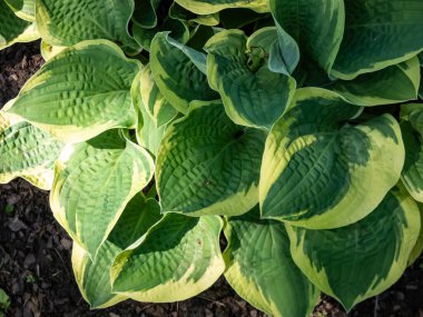 Plantain Lily (hosta) x 'Wide Brim' çekici, kubbe şeklinde geniş kalp şeklinde, koyu yeşil yapraklı, geniş ve düzensiz olarak marjinlenmiş sarı bir yaprak oluşturur.