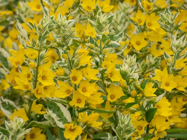 Lysimachia Punctata 황금빛 색깔의 잎들이 잎들이 노란색 모양의 피운다 — 스톡 사진