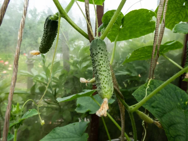 Close Shot Green Cucumber Forming Maturing Yellow Flower Green Cucumber — Fotografia de Stock