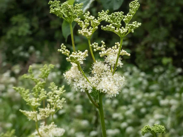 Meadowsweet Mead Wort Filipendula Ulmaria Flowering Delicate Graceful Creamy White — Stock Photo, Image