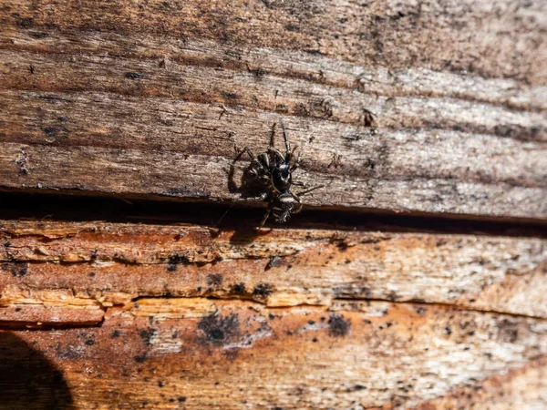 特写拍摄的斑马跳跃蜘蛛 Salticus Scene Icus 与生动的黑白相间的木材颜色 — 图库照片
