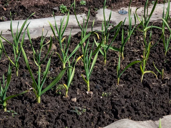 View of vegetable bed with green onions and chives growing in the garden. The concept of agriculture, vegetable garden in the spring