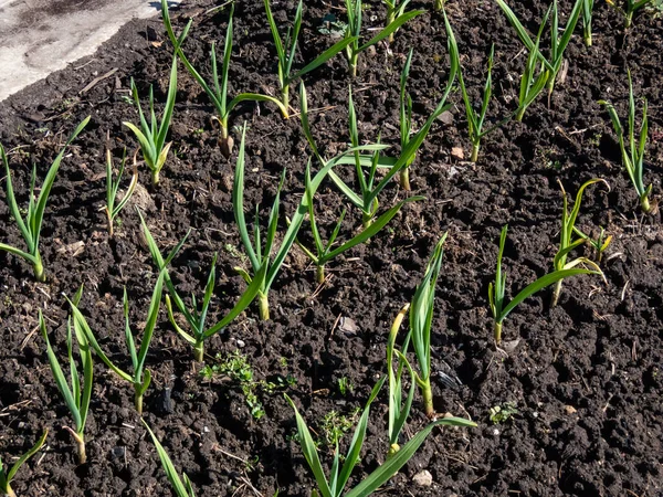 Vue Lit Légumes Avec Oignons Verts Ciboulette Poussant Dans Jardin — Photo