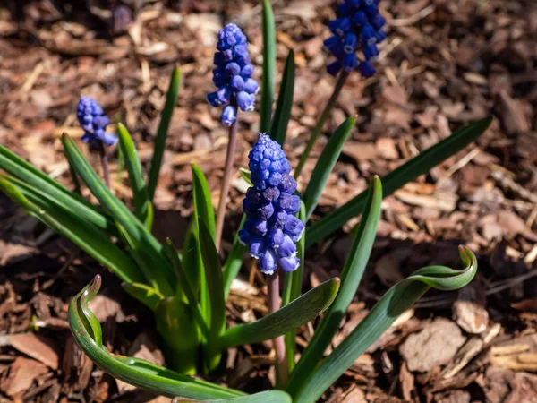 Makroaufnahme Des Muscari Bourgaei Blüht Mit Blauen Blumen Garten — Stockfoto