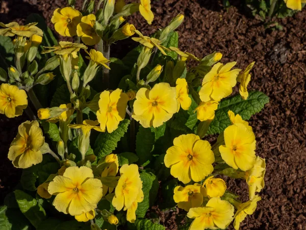 Polyanthus Primrose Primula Polyantha Lutea 노란색 Lutea — 스톡 사진