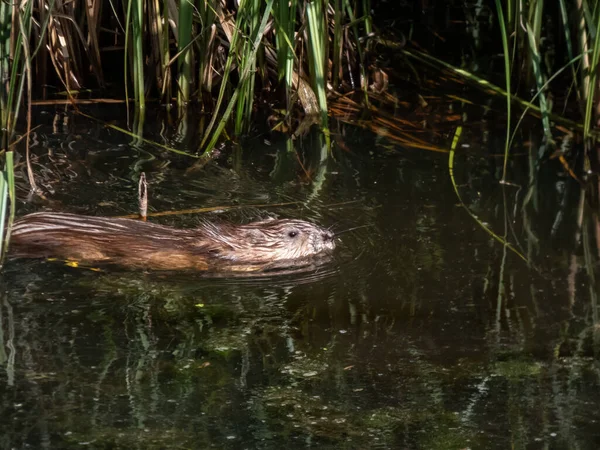 Misk faresi (Ondatra zibethicus) - orta büyüklükte yarı su kemirgeni ile kaplıdır.
