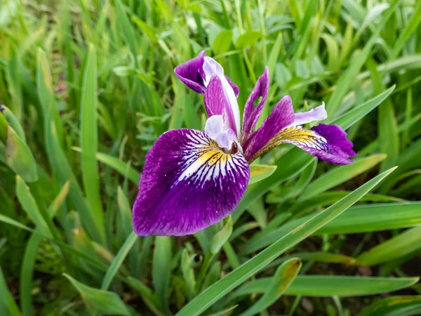 Íris Montanha Rochosa Iris Montana Floração Com Azul Lavanda Para — Fotografia de Stock