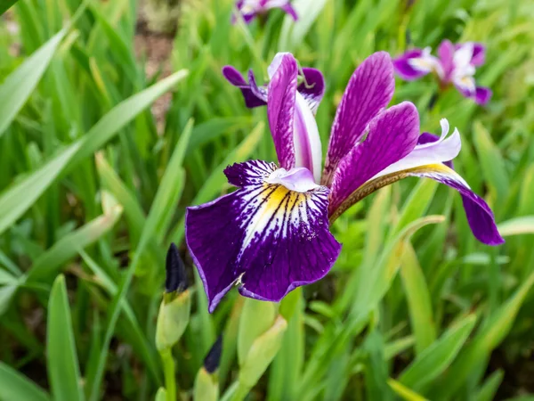 Iris Des Montagnes Rocheuses Iris Montana Fleurissant Bleu Lavande Blanc — Photo