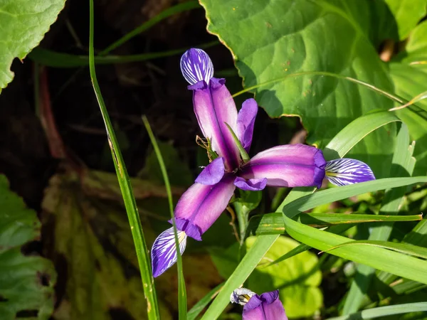 Fűlevelű Zászló Fűlevelű Írisz Szilvavirág Szilvás Torta Írisz Iris Graminea — Stock Fotó