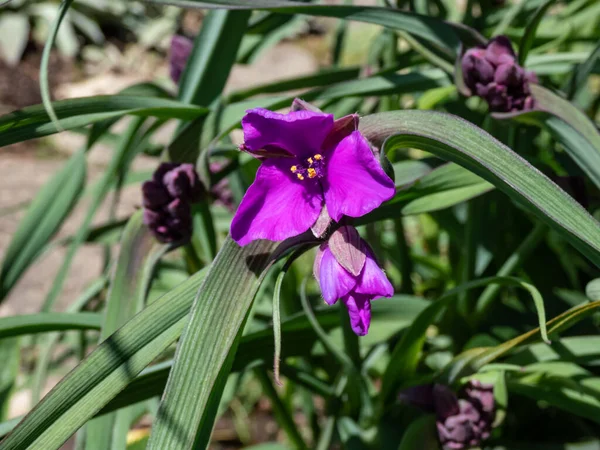 Award Winning Spider Lily Tradescantia Concord Grape Flowering Three Petaled — Stok fotoğraf