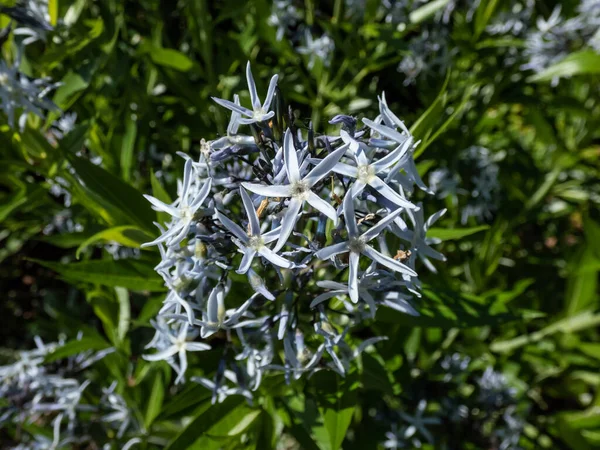 青い星のクローズアップ Amsonia Tabernaemontana 春の終わり頃に ターミナル 柔らかい水色のピラミッド状の塊 星のような花を咲かせます — ストック写真