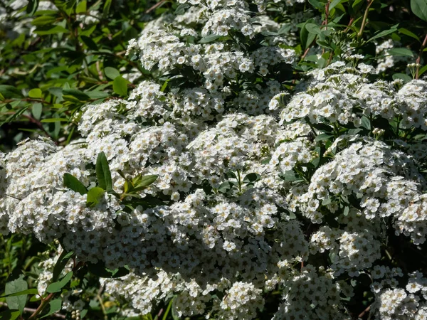 Spiraea Nipponica Var Rotundifolia Jednoduchými Listy Krátkými Racemes Panicles Nebo — Stock fotografie