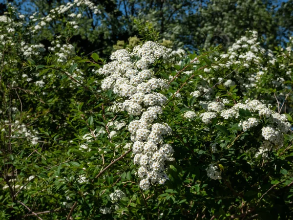 Spiraea Nipponica Var 在春季或夏季 有单叶和短的总状花序 圆锥花序或胸腺的小的 5瓣的白色或粉红色花的红花 — 图库照片