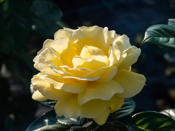 Close Tiro Rosa Sonnenroschen Floração Com Flores Amarelas Completas Parque — Fotografia de Stock