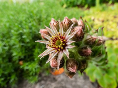 Sempervivum türünün Macro görüntüsü yıldız şeklinde, pembe ve sarı çiçekli, bahçesinde bir sürü taç yaprağı olan