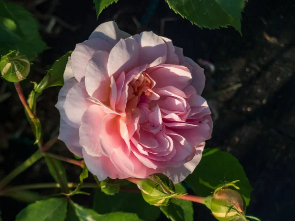 English Shrub Rose Bred David Austin Eglantyne Quite Large Saucer — Stock Photo, Image