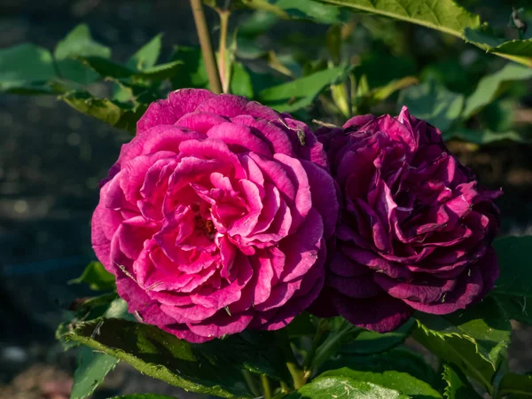 Gyönyörű Egyedi Lila Rózsa Fajta Lila Éden Virágok Mályva Mély — Stock Fotó