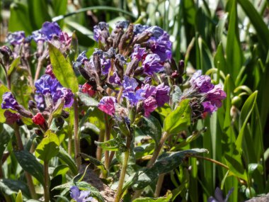 Beytüllahim adaçayı ya da akciğer otu (Pulmonaria saccharata mill) yakın çekim. Bayan. İlkbaharda mavimsi leylak çiçekleriyle dolunay.