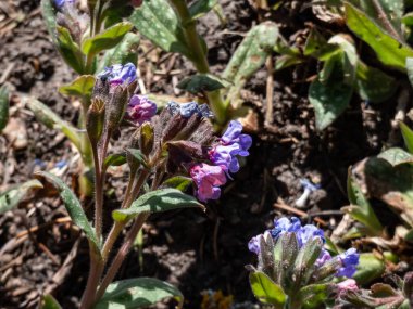 Beytüllahim adaçayı ya da akciğer otu (Pulmonaria saccharata mill) yakın çekim. Bayan. İlkbaharda mavimsi leylak çiçekleriyle dolunay.