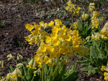 Ruprecht's Primula, Primula elatior or Caucasus Oxlip (Primula ruprechtii) flowering with nodding, soft yellow, fragrant flowers from mid spring to early summer