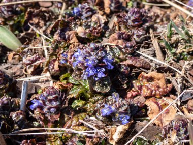 Ajuga Piramitsel Borazan (Ajuga Piramitsel Piramitleri) 'Mor Kıtır' soluk mavi, sivri uçlu parlak güneş ışığı altında çiçek açar.