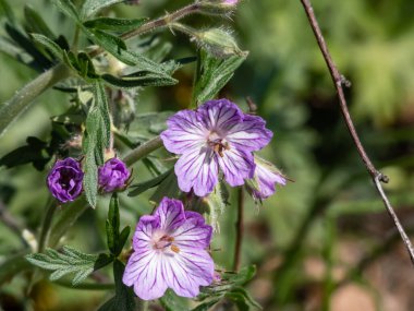 İlkbaharda mor-mavi çiçekler eşliğinde hafif grimsi yeşil yapraklı Mallow çiçekli (geranium malviflorum) Cranesbill (sardunya çiçeği)