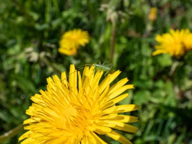 Sarı bir karahindiba (Aslan dişi) üzerinde küçük yeşil bir çekirgenin yaz aylarında bir çayırda çiçek açmasının makro görüntüsü.