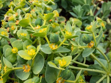 Myrtle spurge (Euphorbia myrsinites) bahçedeki parlak güneş ışığında meyve (kapsüller). Ebedi yeşil, sulu uzun ömürlü. Kapalı spirallerde yayılan etli, mavi-yeşil yapraklar.