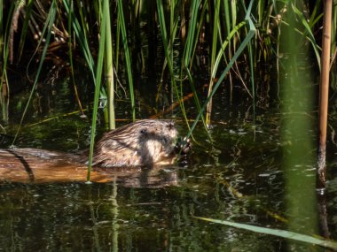 Misk faresi (Ondatra zibethicus) - orta büyüklükte yarı su kemirgeni ile kaplıdır.