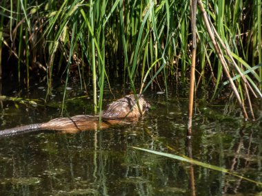 Misk faresi (Ondatra zibethicus) - orta büyüklükte yarı su kemirgeni ile kaplıdır.