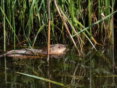 Misk faresi (Ondatra zibethicus) - orta büyüklükte yarı su kemirgeni ile kaplıdır.