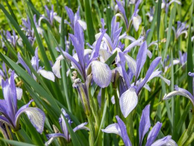 İris sintenisii Janka. İnce saplı, menekşe mavisi çiçekli ve bahçede çimen gibi uzun yapraklı.