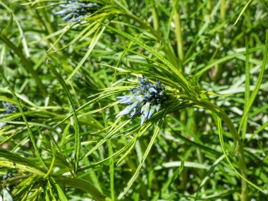 Dar yapraklı Bluestar (amsonia hubrichtii) yaz başında narin, soluk mavi, yıldız şeklinde çiçek kümeleriyle çiçek açar. Bahçedeki güzel çiçek manzarası