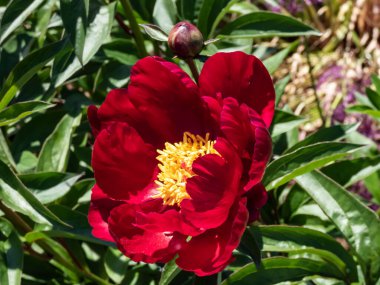 Şakayık (Paeonia lactiflora) Büyük, bölünmüş yaprakları ile Mağribi ve yazın bahçede gösterişli büyük kırmızı kase şeklinde çiçekler