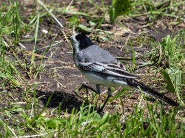 Beyaz kuyruklu (Motacilla alba) beyaz ve siyah tüylü ve yerde sürekli sallanan uzun kuyruklu.