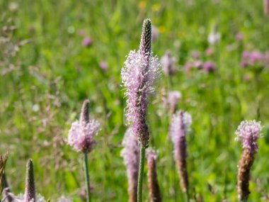 Yeşil bitki örtüsüyle çevrili otlaklarda yetişen beyaz ve pembe fındıklı (bitkisel medya) fotoğrafın yakın çekimi