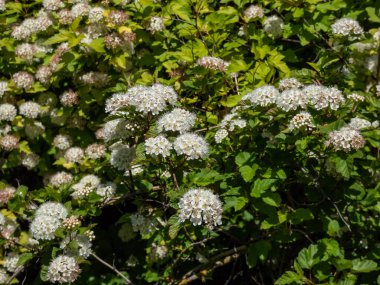 Yaygın olan Atlantik ya da sadece dokuz kabuk (Physocarpus opulifolius) yazın parkta beyaz çiçeklerle çiçek açar.