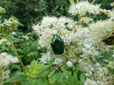 Metalik bir gül macununun makro çekimi ya da yaz aylarında beyaz bir çiçekte sürünen yeşil gül sapı (Cetonia aurata).