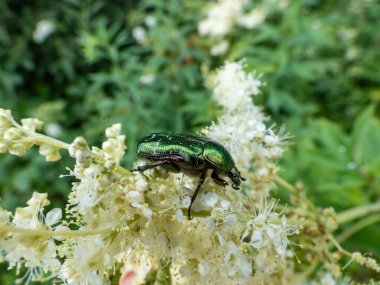 Metalik bir gül macununun makro çekimi ya da yaz aylarında beyaz bir çiçekte sürünen yeşil gül sapı (Cetonia aurata).