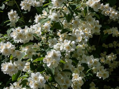 Yazın güneş ışığı altında, portakallı şekerleme veya İngiliz kızılcık ağacının belirgin sarı pullarıyla kase şeklindeki beyaz çiçeklerin yakın plan çekimi.