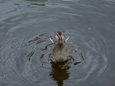 Güzel, küçük, tüylü yaban ördeği ya da vahşi ördek (Anas platyrhynchos) bir gölün suyunda yüzüyor.