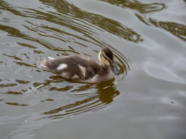 Güzel, küçük, tüylü yaban ördeği ya da vahşi ördek (Anas platyrhynchos) bir gölün suyunda yüzüyor.