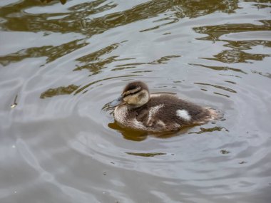 Güzel, küçük, tüylü yaban ördeği ya da vahşi ördek (Anas platyrhynchos) bir gölün suyunda yüzüyor.