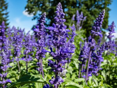Salvia farinacea 'Fairy Queen' (Mealy Cup Sage) - compact, multi-branched variety with dense flowering spikes, packed with sapphire blue flowers with a small white spot in sunlight