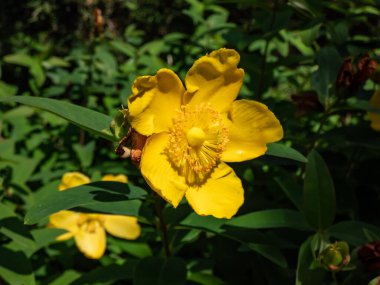 Aaron 'un sakalı, sürünen St. John' s otu ya da Kudüs yıldızı (Hyperium calycinum) 'Rowallane' bahçesinde kase şeklinde, altın sarısı çiçeklerle çiçek açıyor