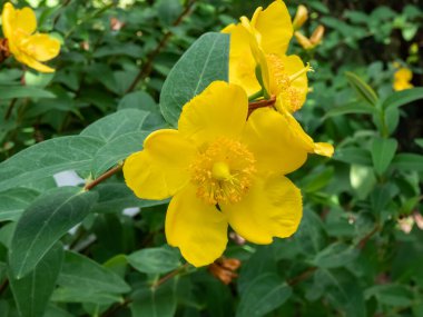 Aaron 'un sakalı, sürünen St. John' s otu ya da Kudüs yıldızı (Hyperium calycinum) 'Rowallane' bahçesinde kase şeklinde, altın sarısı çiçeklerle çiçek açıyor