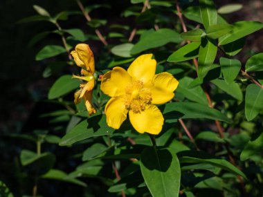 Aaron 'un sakalı, sürünen St. John' s otu ya da Kudüs yıldızı (Hyperium calycinum) 'Rowallane' bahçesinde kase şeklinde, altın sarısı çiçeklerle çiçek açıyor
