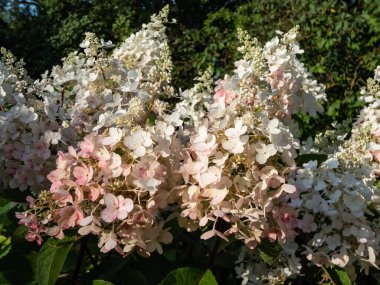 Panik Ortanca (Hydrangea paniklemesi) 'Pinky Winky' yazın ortasında büyük beyaz paniklemeler ile, paniklemenin tabanındaki çiçekler yazın sonunda pembeye döner.