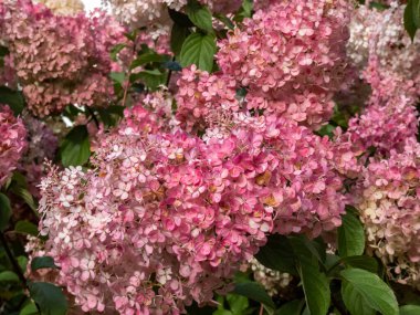 Panikleten ortanca (Hydrangea paniculata) 'Vanille Fraise' (Renhy) kabarık, gevşek, piramit şeklinde, kaymak gibi beyaz çiçek panikleri sonbaharda pembeye döner